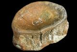 Fossil Vertebra (Gar) - Aguja Formation, Texas #105049-1